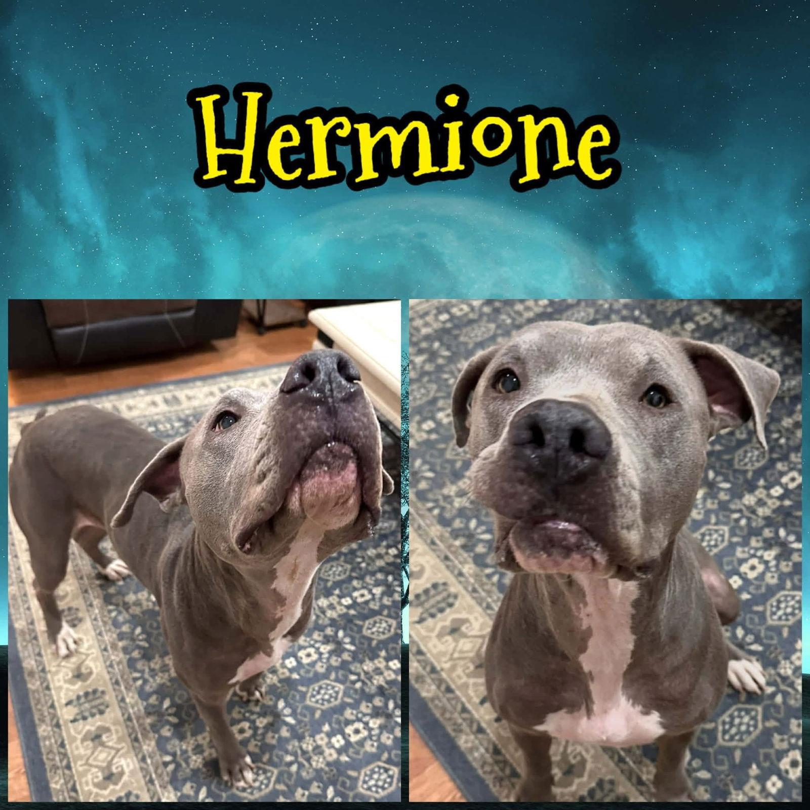 Hermoine, Adoptable, Adult Female Pit Bull Terrier.