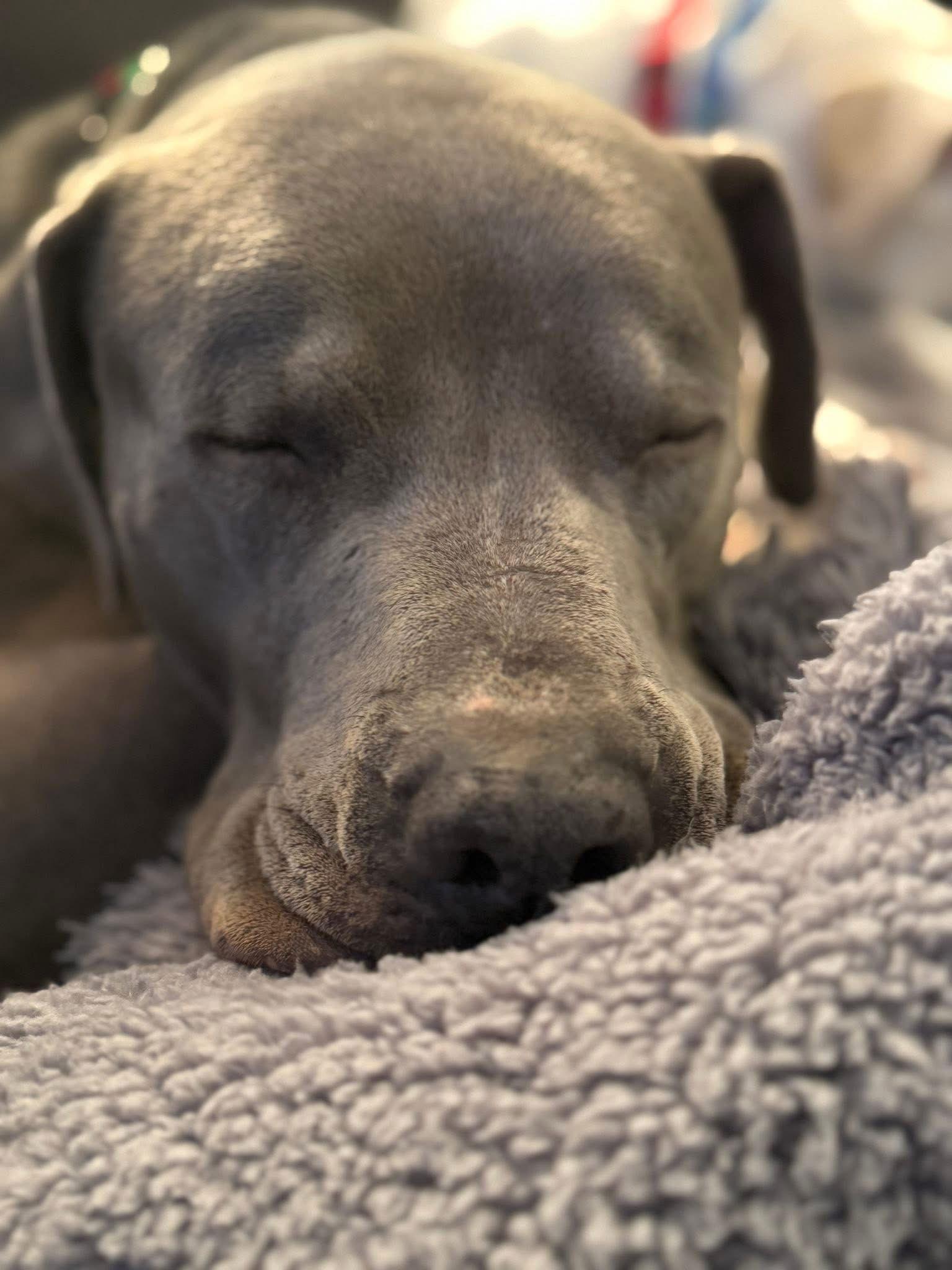 Enlarge Hermoine, a Adoptable Pit Bull Terrier in New London, WI image 2/2