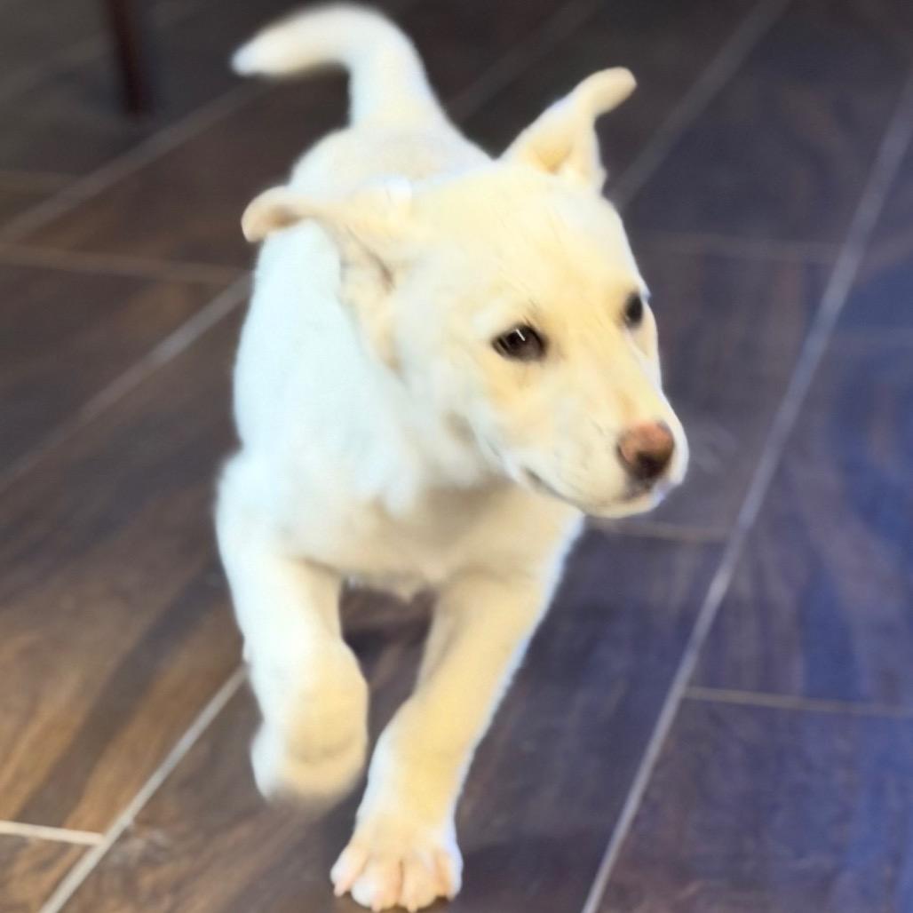 Toph, Adoptable, Puppy Female Husky & Shepherd.
