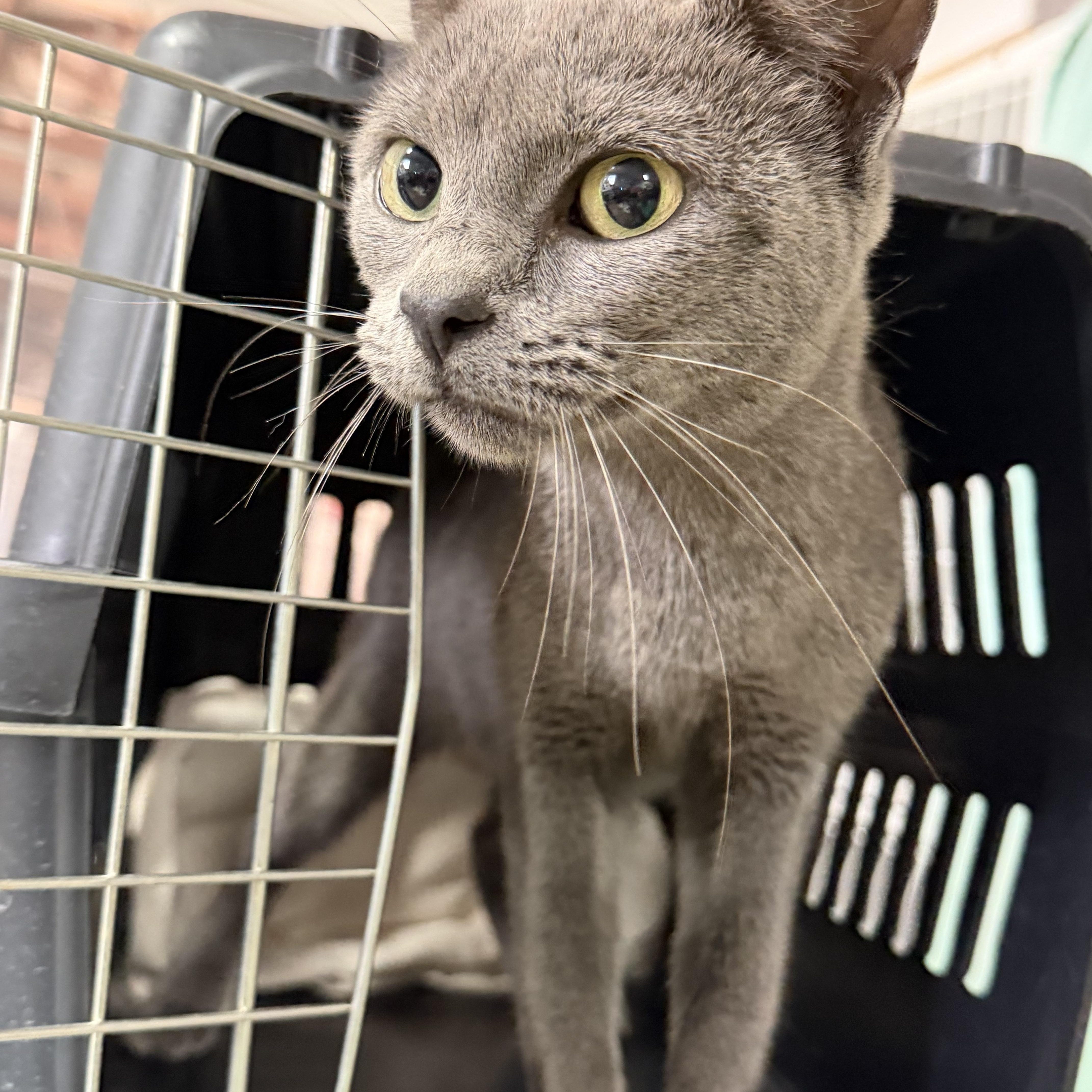 Enlarge Pretty Paula, a Adoptable mixed breed in Sayreville, NJ image 3/5