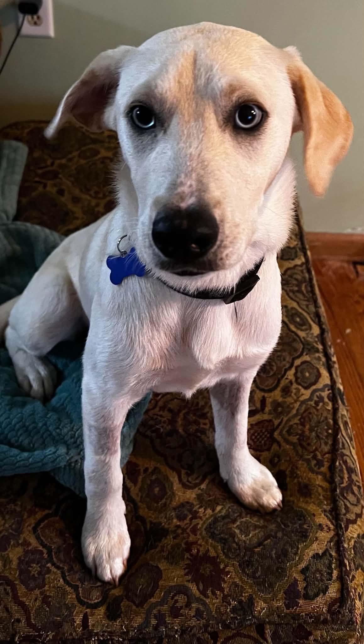 Enlarge Cyrus, a Adopted mixed breed in Cedar Rapids, IA image 2/6
