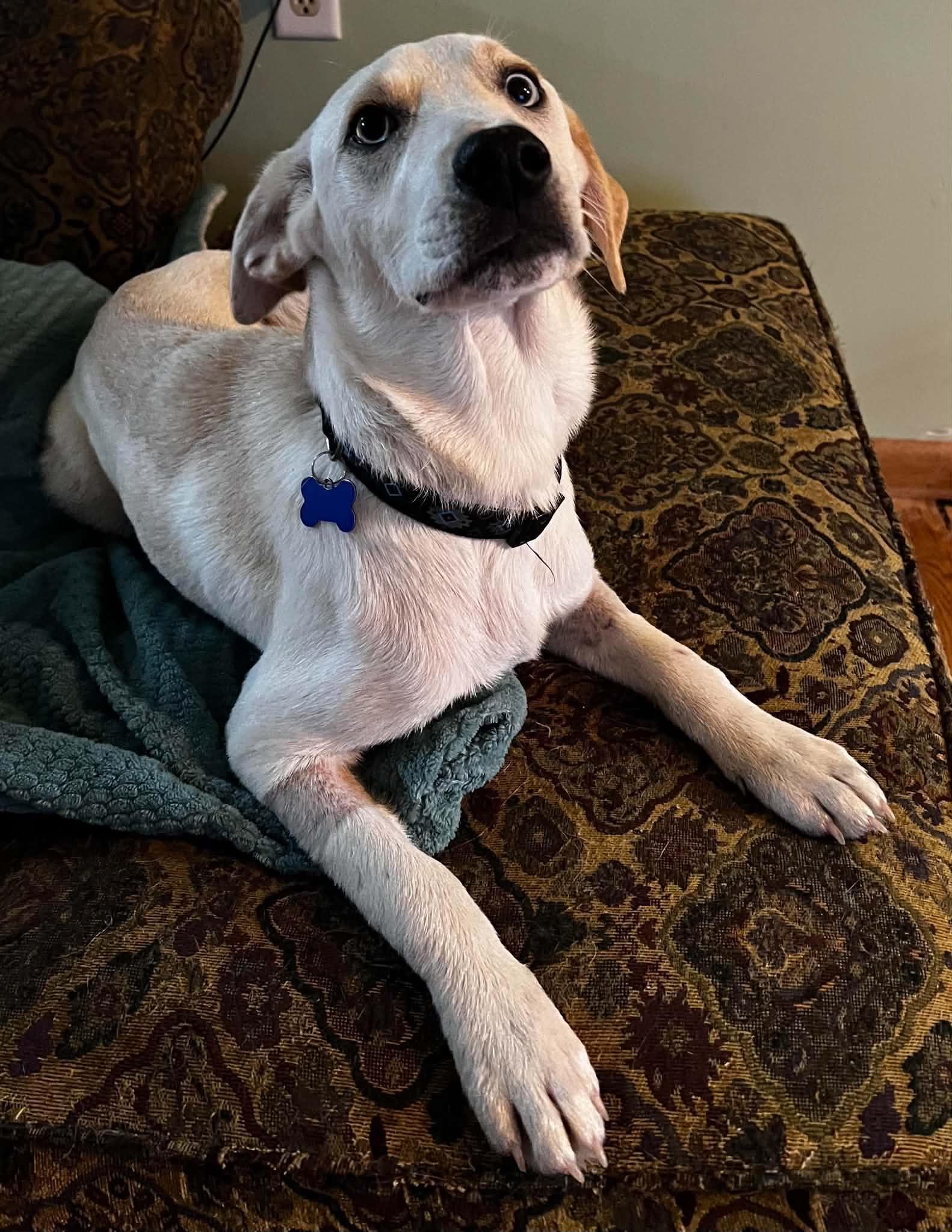 Enlarge Cyrus, a Adopted mixed breed in Cedar Rapids, IA image 3/6