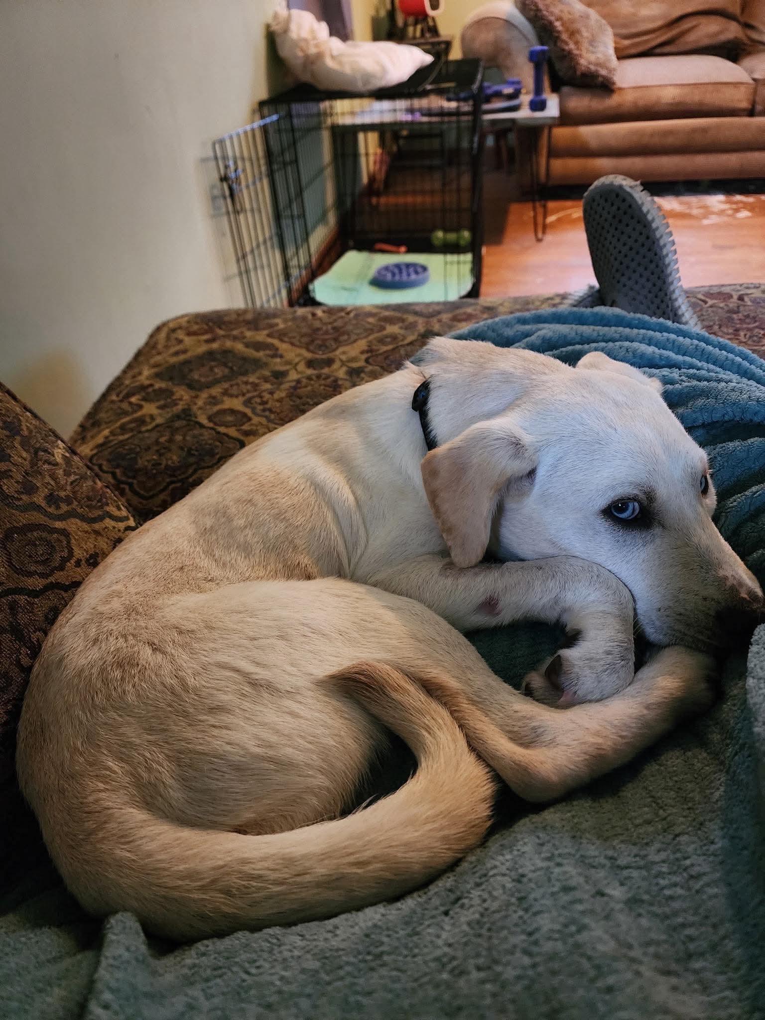 Enlarge Cyrus, a Adopted mixed breed in Cedar Rapids, IA image 6/6