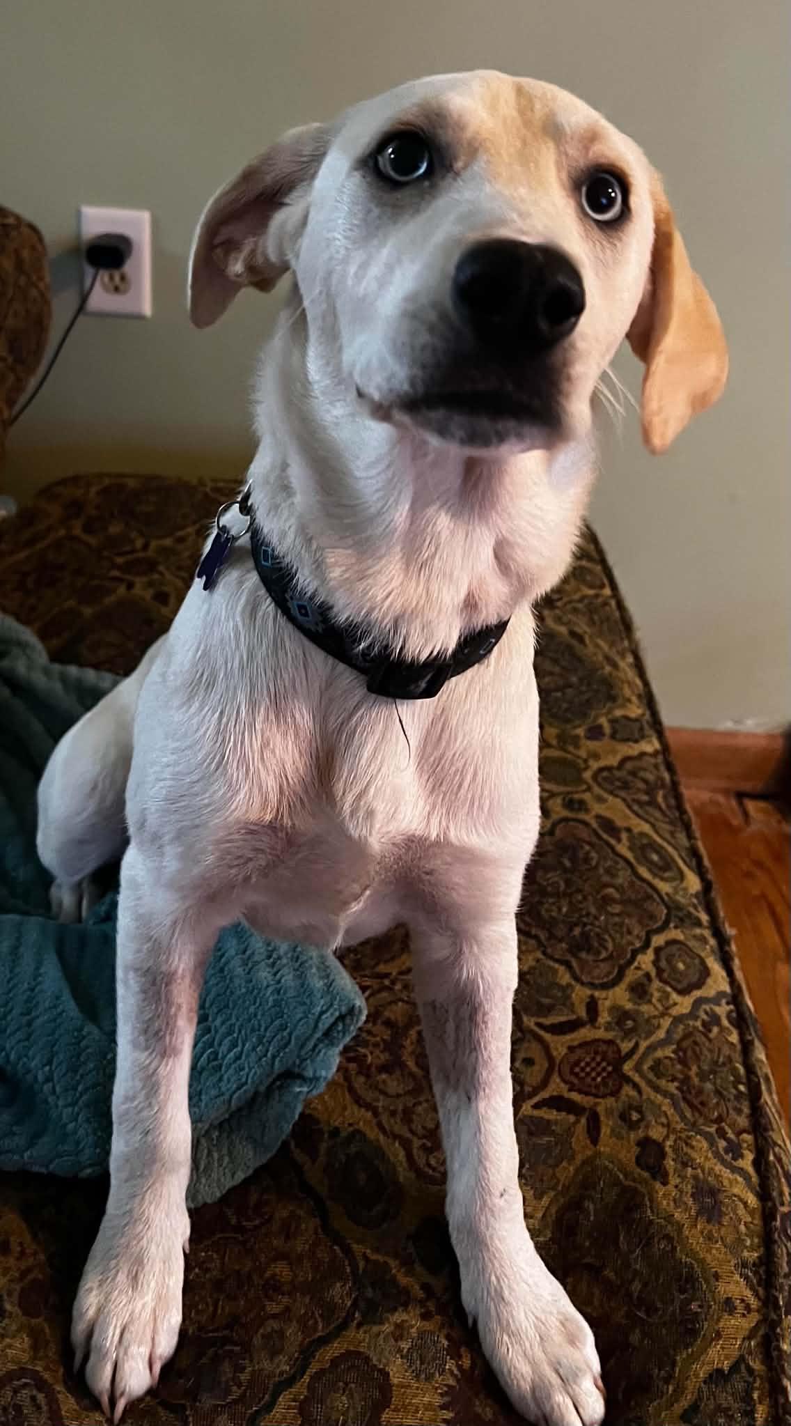 Enlarge Cyrus, a Adopted mixed breed in Cedar Rapids, IA image 4/6