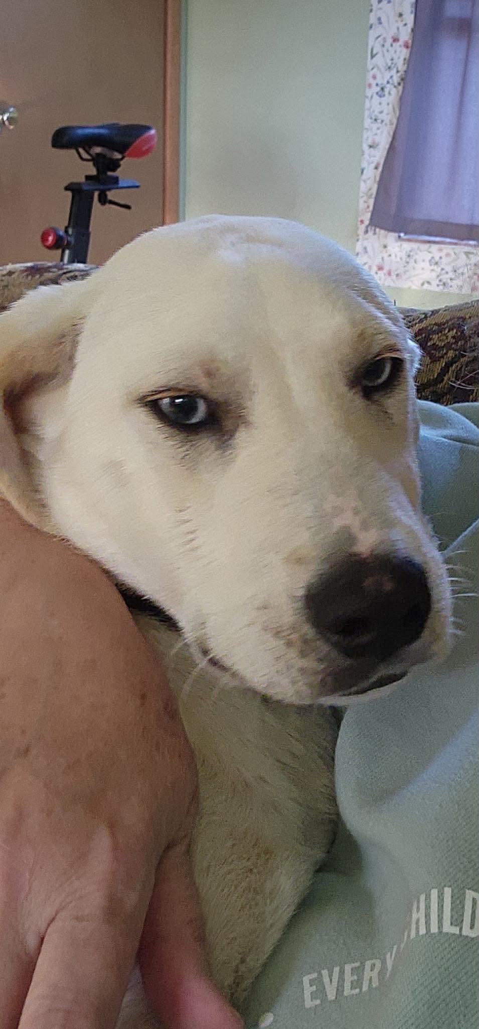 Enlarge Cyrus, a Adopted mixed breed in Cedar Rapids, IA image 5/6