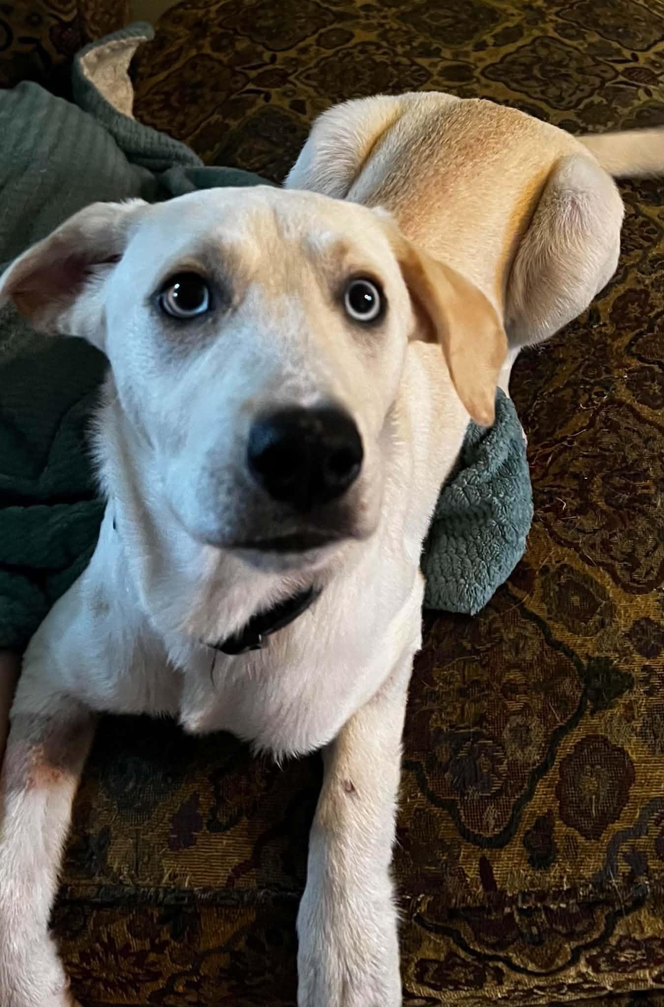 Cyrus, Adopted, Puppy Male Labrador Retriever & Mixed Breed.