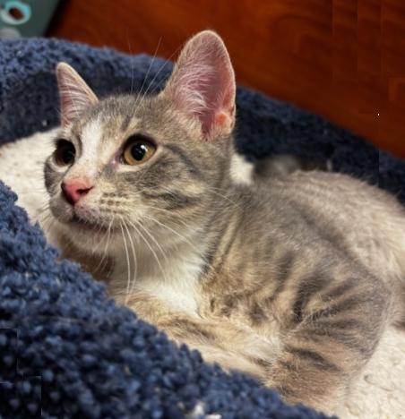 Enlarge Mario, an adopted Domestic Short Hair in Lafayette, LA image 3/6