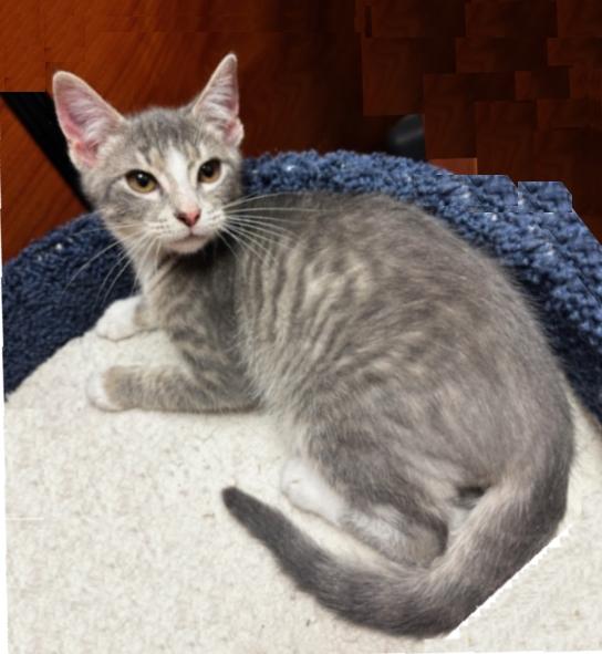 Enlarge Mario, an adopted Domestic Short Hair in Lafayette, LA image 4/6