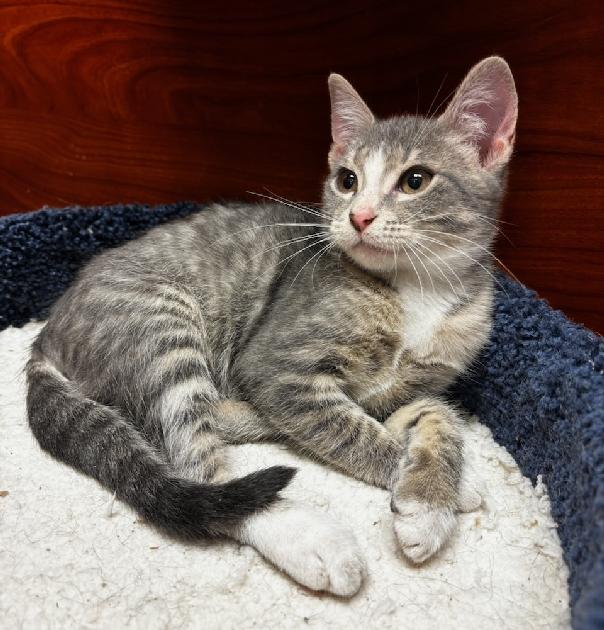 Enlarge Mario, an adopted Domestic Short Hair in Lafayette, LA image 2/6