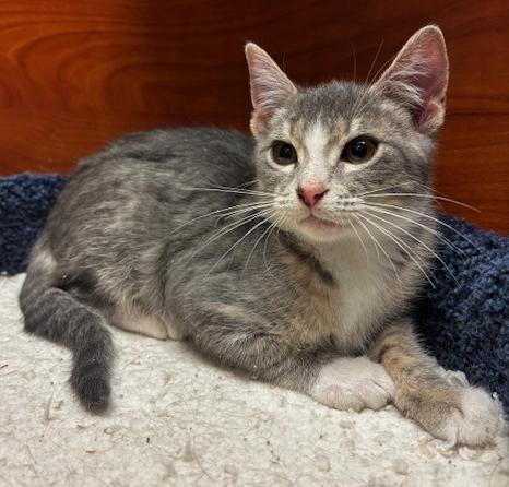 Enlarge Mario, an adopted Domestic Short Hair in Lafayette, LA image 5/6