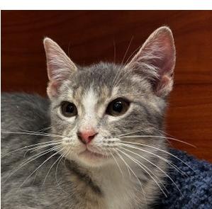 Enlarge Mario, an adopted Domestic Short Hair in Lafayette, LA image 1/6