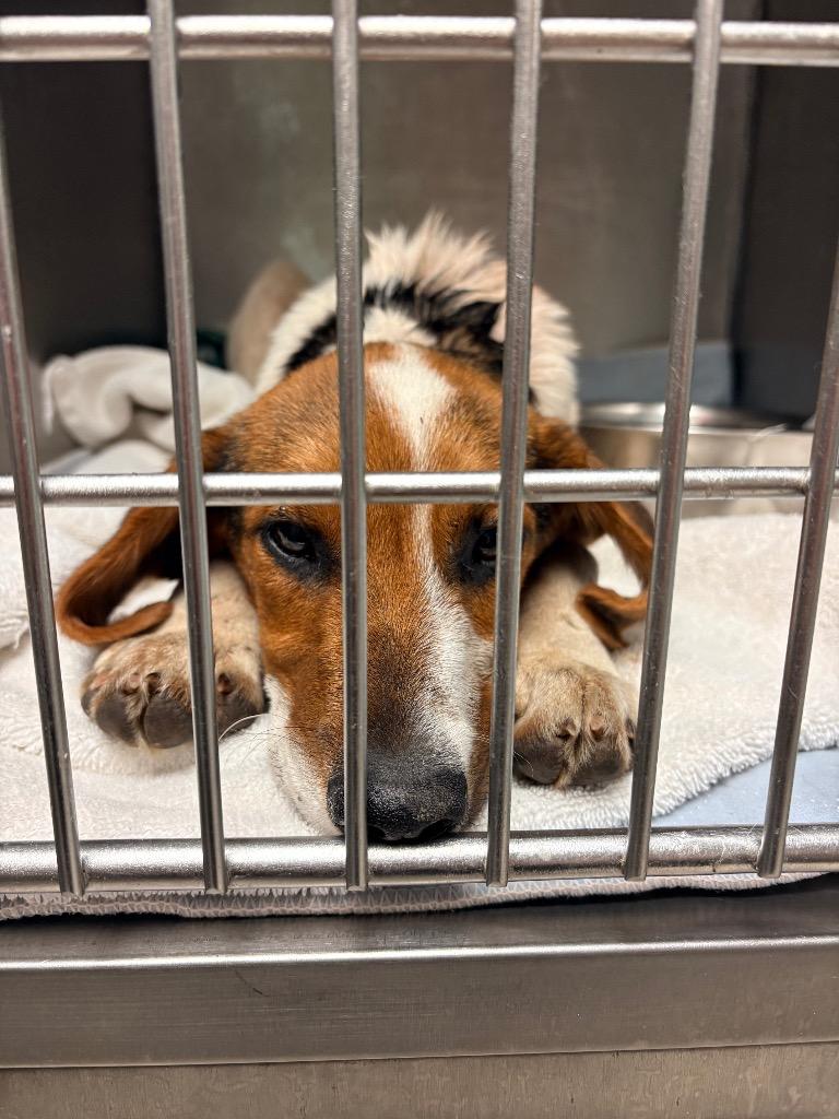 Enlarge Ricco Lee, a Adoptable Beagle in Morgantown, KY image 3/6