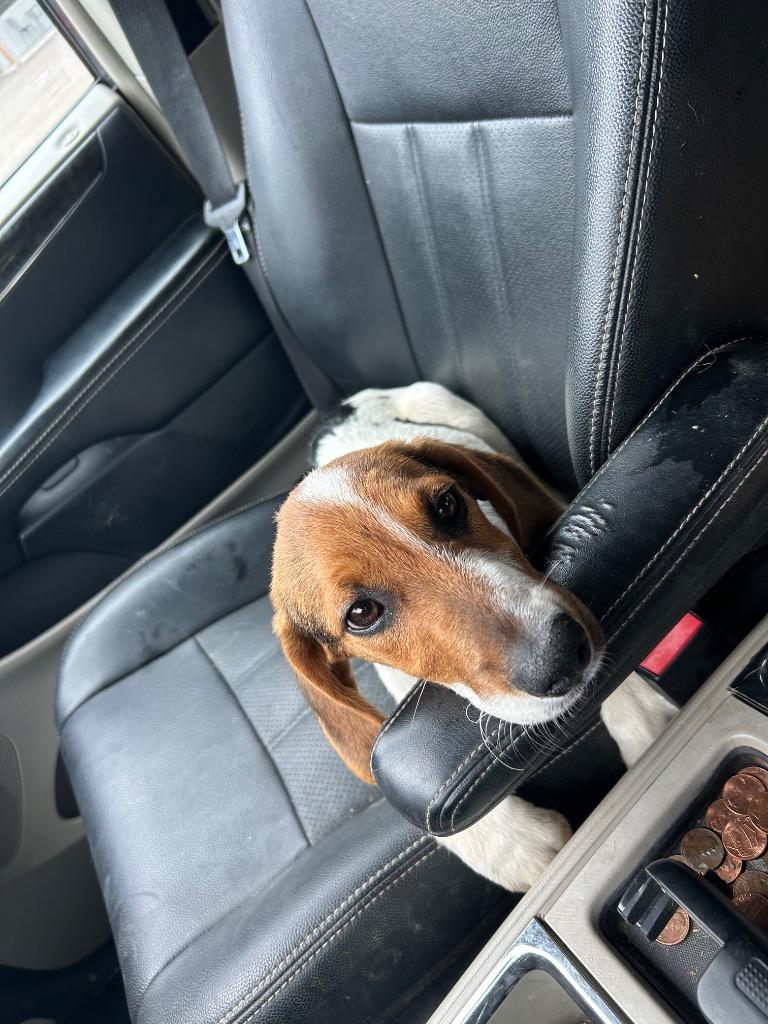 Enlarge Ricco Lee, a Adoptable Beagle in Morgantown, KY image 4/6