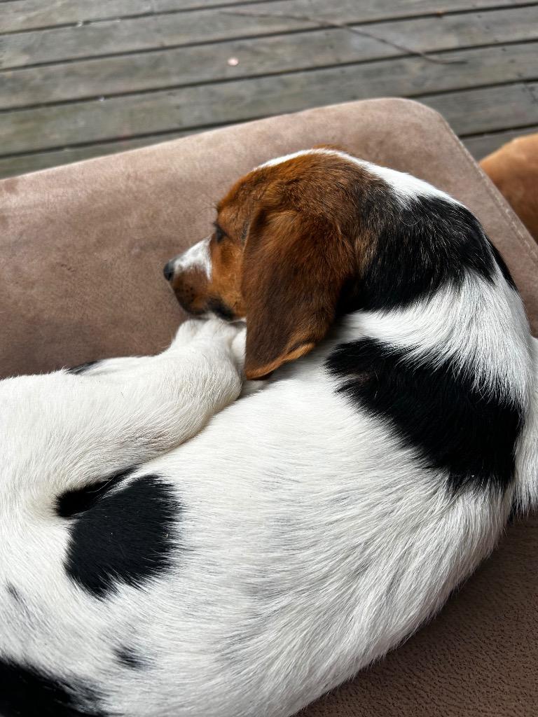 Enlarge Ricco Lee, a Adoptable Beagle in Morgantown, KY image 5/6