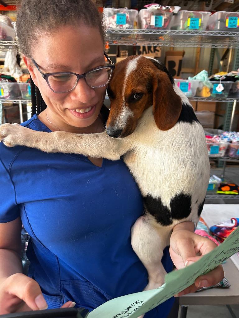 Enlarge Ricco Lee, a Adoptable Beagle in Morgantown, KY image 6/6
