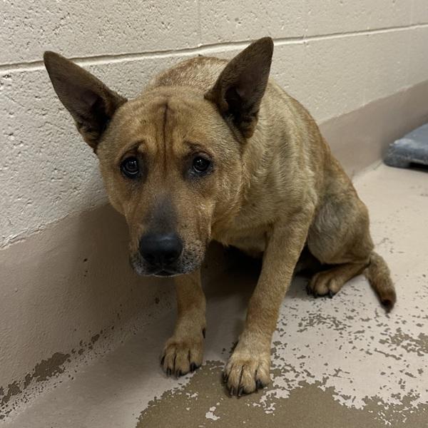 Pen 205c Quill Hw+, a Adoptable mixed breed in Lawrenceville, GA image 1/2