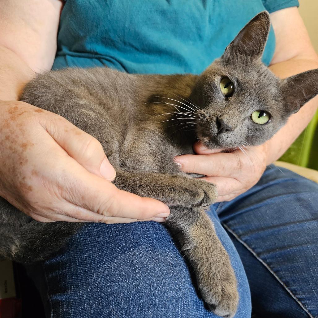 Tessica, Adoptable, Young Female Russian Blue.