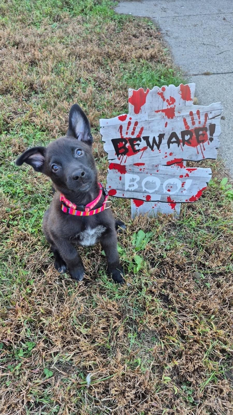 Susan, Adoptable, Puppy Female Australian Cattle Dog / Blue Heeler.