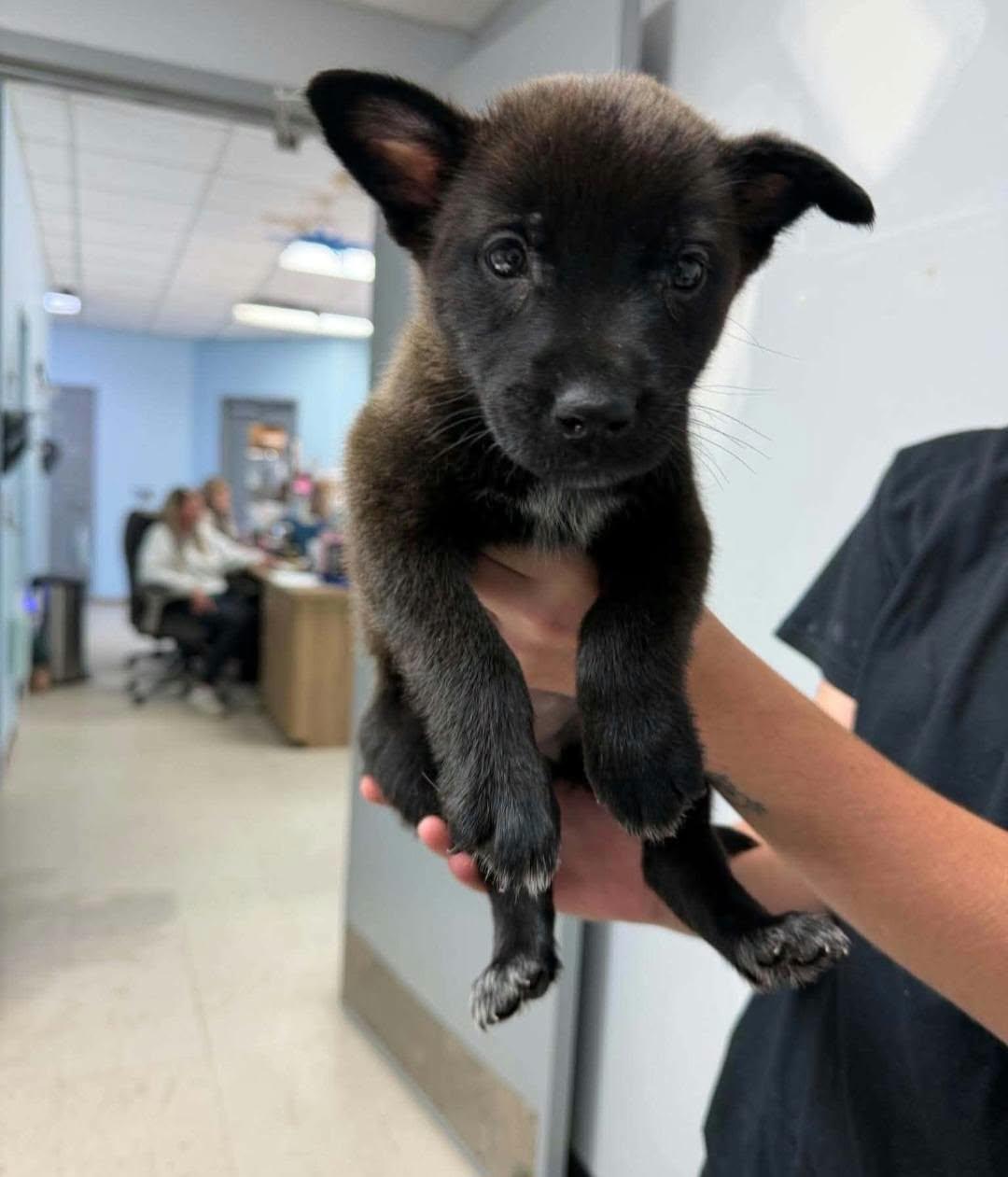 Enlarge Susan, a Adoptable mixed breed in merrillville, IN image 2/3