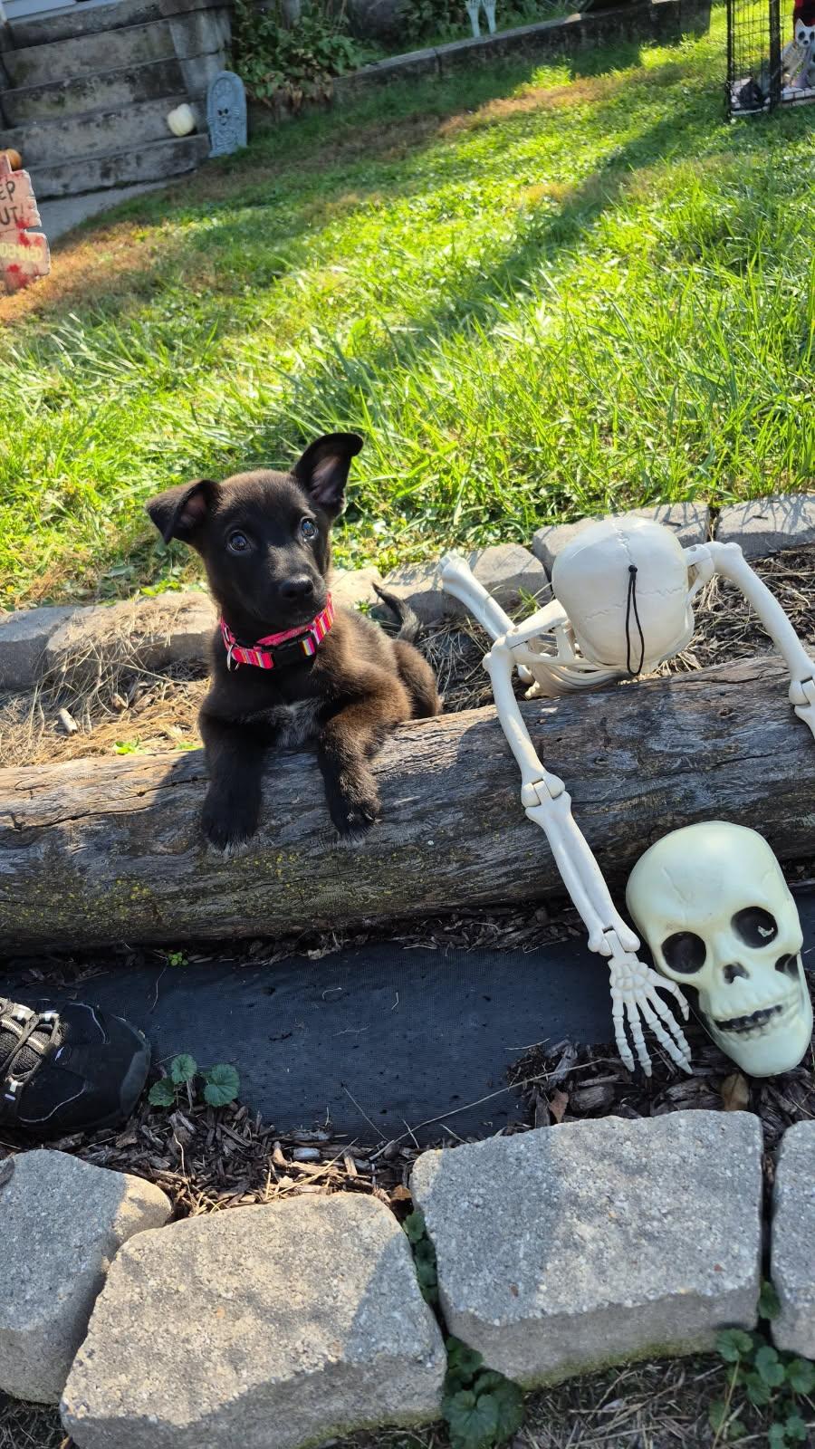 Enlarge Susan, a Adoptable mixed breed in merrillville, IN image 3/3