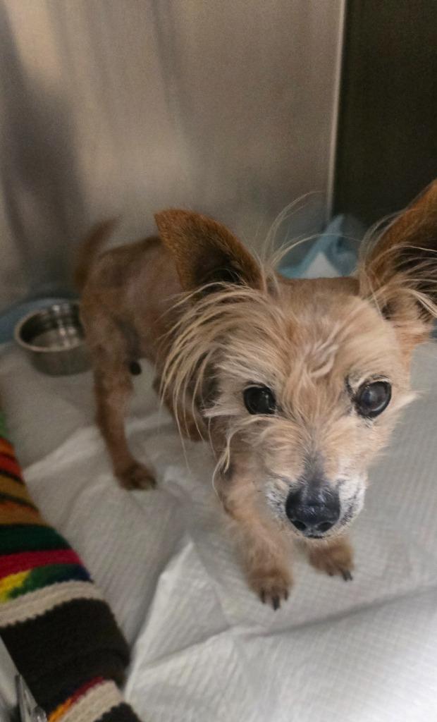 Enlarge Gizmo-Buddy, a Adopted Silky Terrier in Pratt, KS image 1/1