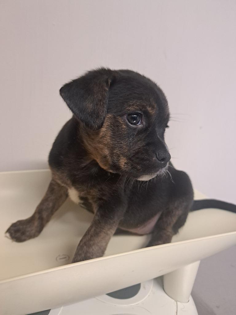 Maxine, Adoptable, Puppy Female Pug & Mixed Breed.