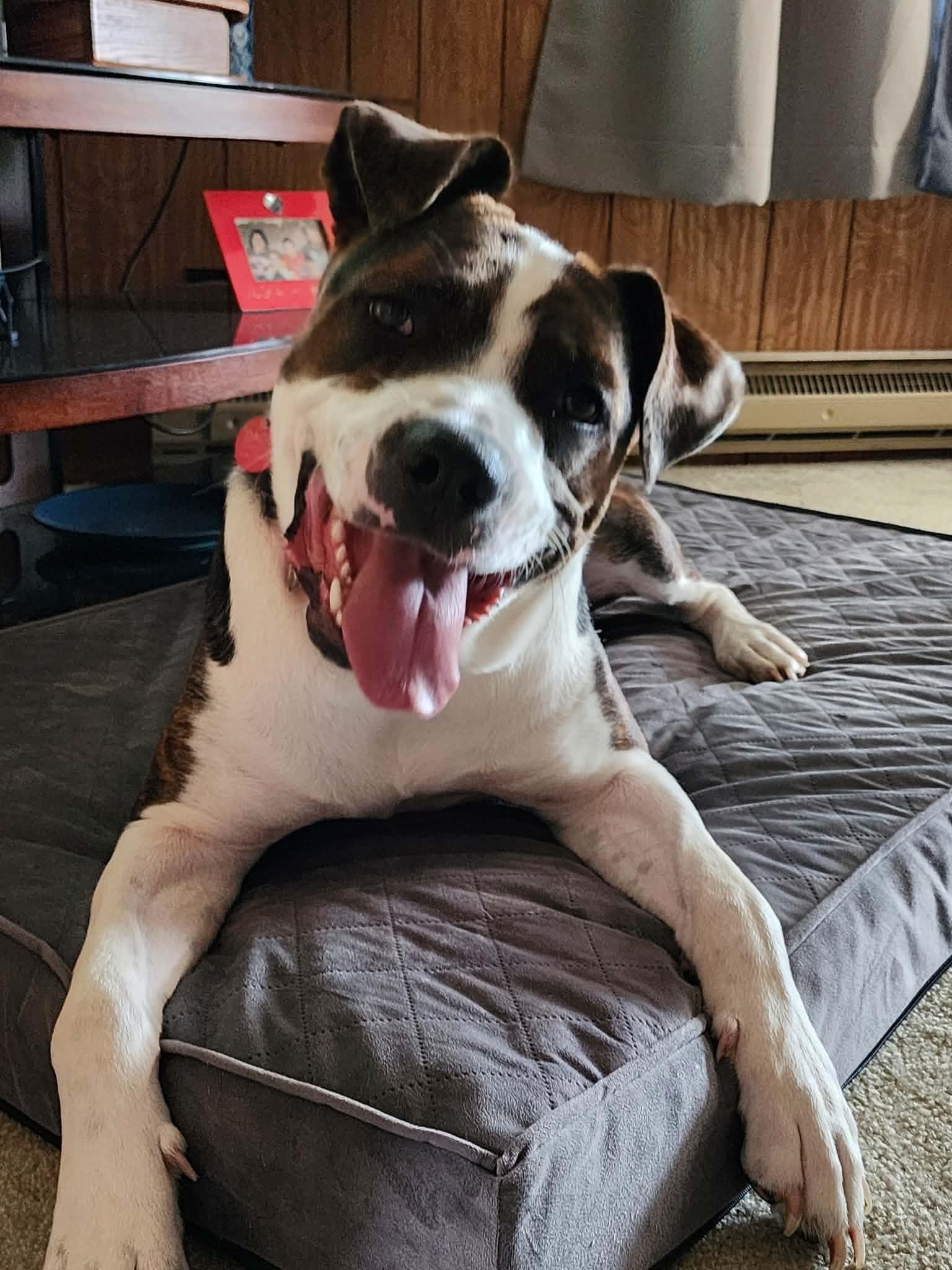 Enlarge Daco, a Adoptable mixed breed in North Baltimore, Hancock County, OH image 1/6