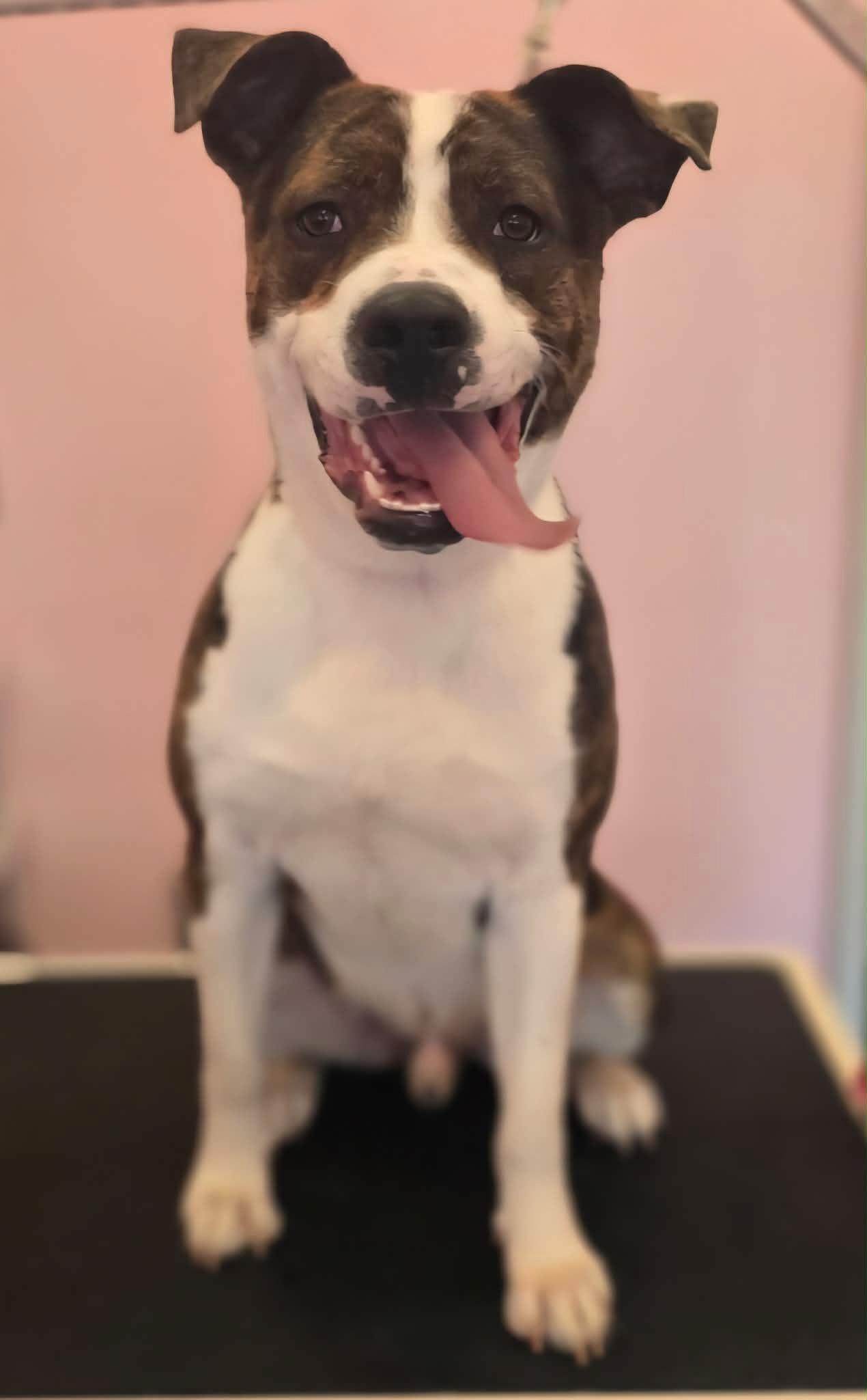 Enlarge Daco, a Adoptable mixed breed in North Baltimore, Hancock County, OH image 3/6