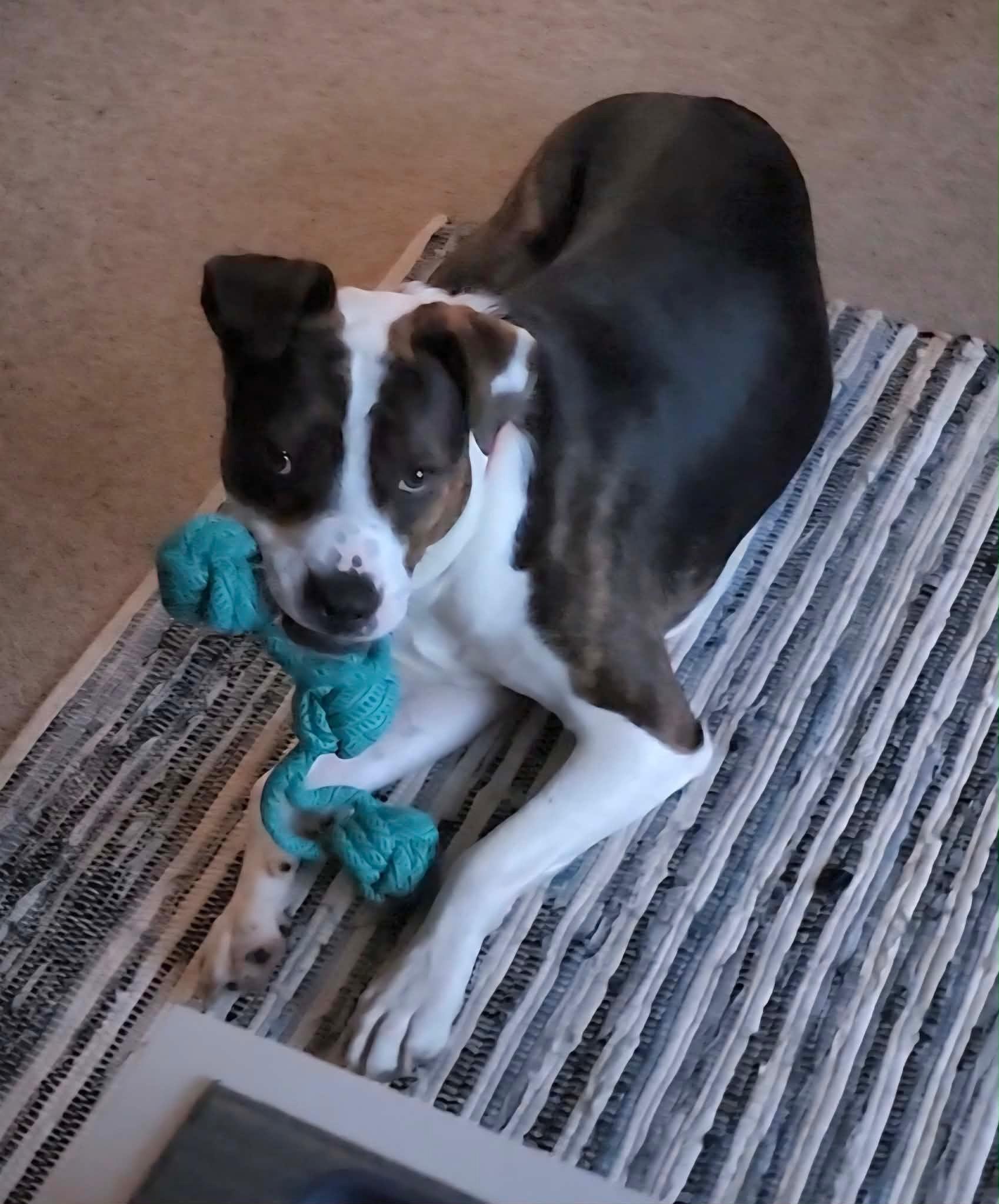 Enlarge Daco, a Adoptable mixed breed in North Baltimore, Hancock County, OH image 5/6