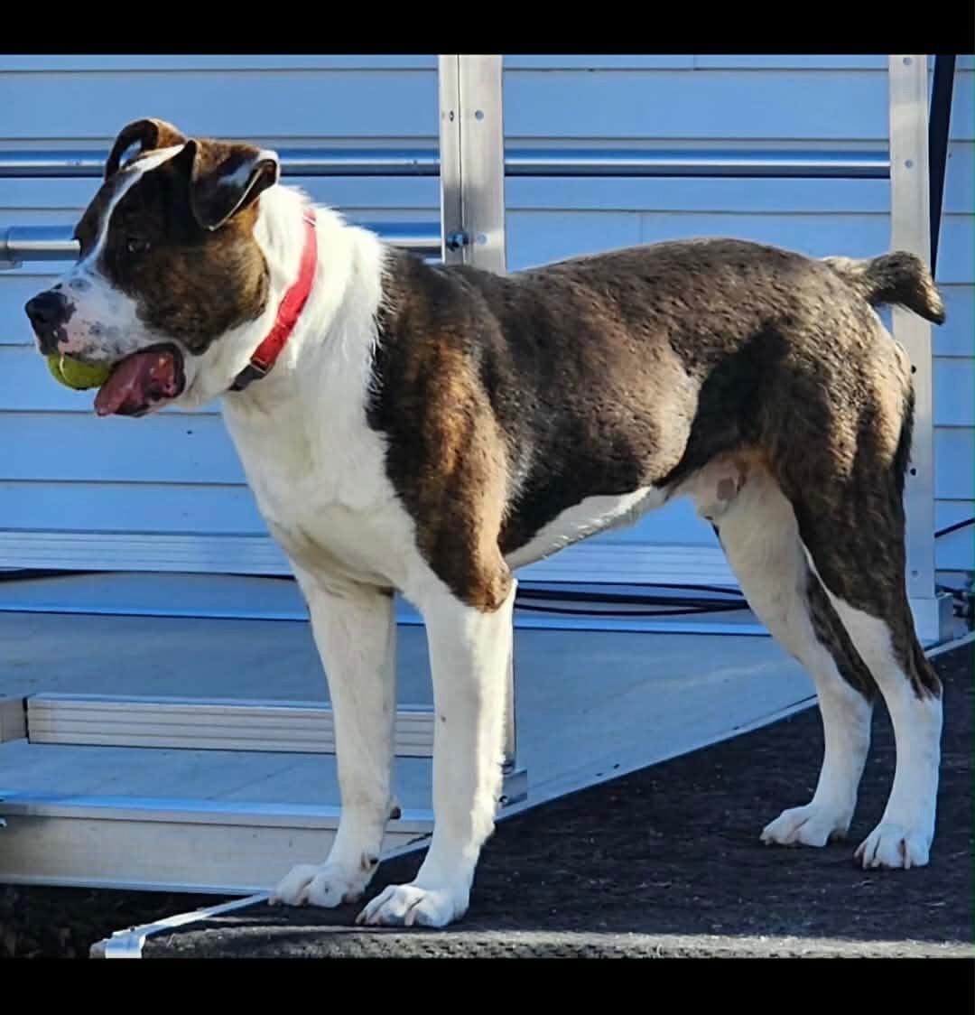 Enlarge Daco, a Adoptable mixed breed in North Baltimore, Hancock County, OH image 2/6