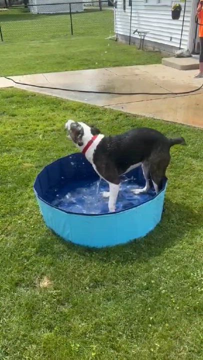 Enlarge Daco, a Adoptable mixed breed in North Baltimore, Hancock County, OH video 4/6