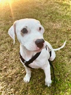 Claude, Adopted, Puppy Male Pit Bull Terrier.