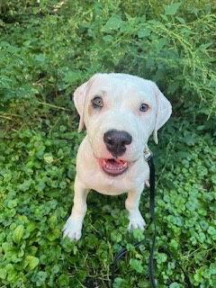 Claude, a Adopted Pit Bull Terrier in Saint Paul, MN image 2/3
