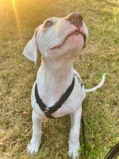 Claude, a Adopted Pit Bull Terrier in Saint Paul, MN image 3/3