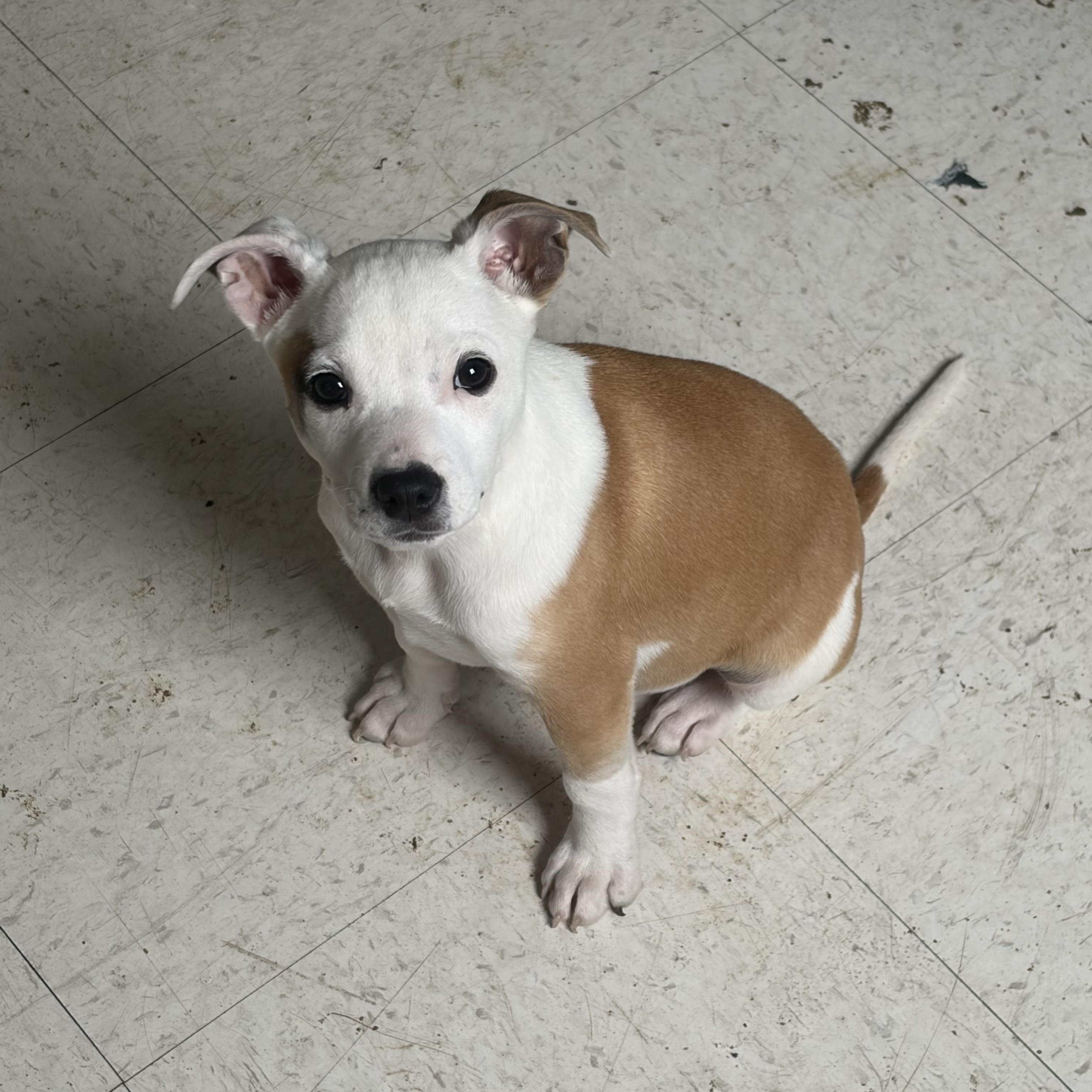 Enlarge Bumper, an adopted Mixed Breed in Monson, MA image 2/3