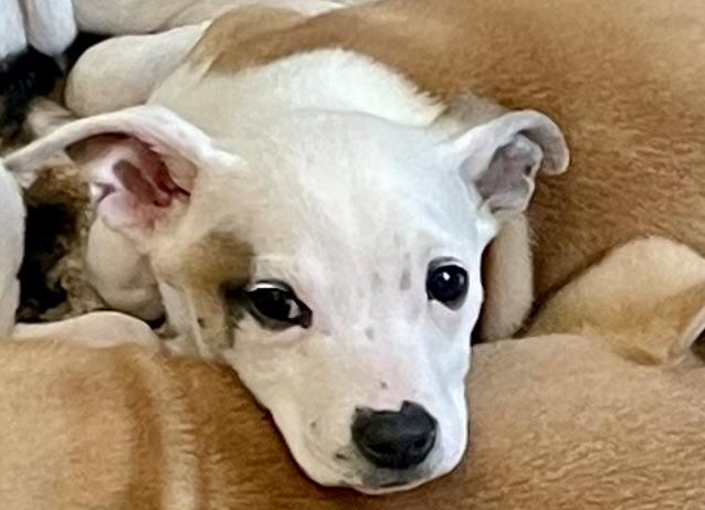 Enlarge Bumper, an adopted Mixed Breed in Monson, MA image 3/3