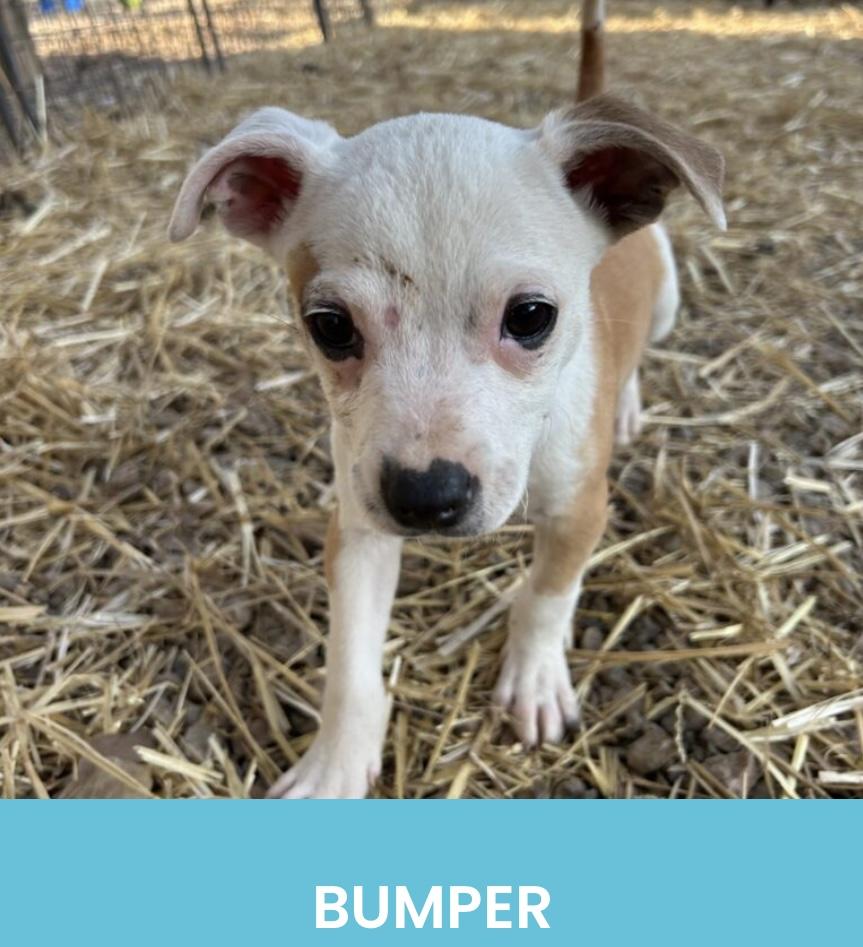 Bumper, adopted, Puppy Male Mixed Breed.