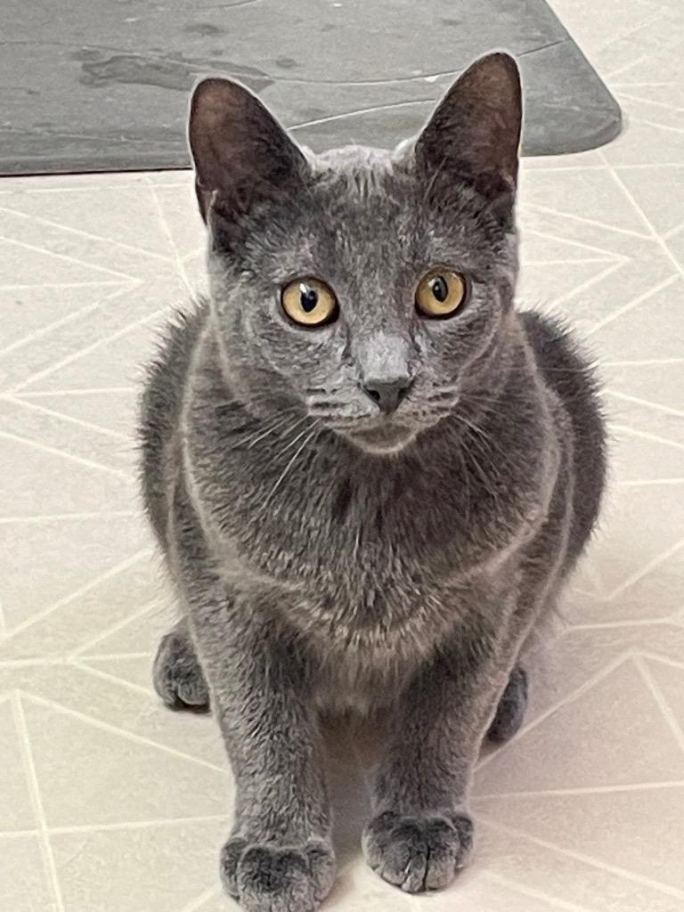 Vash, Adoptable, Kitten Male Russian Blue.