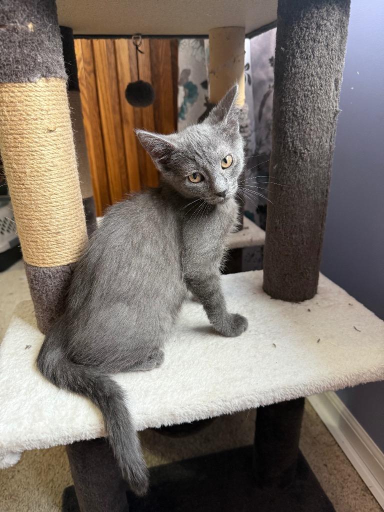 Vash, a Adoptable Russian Blue in Newaygo, MI image 2/2