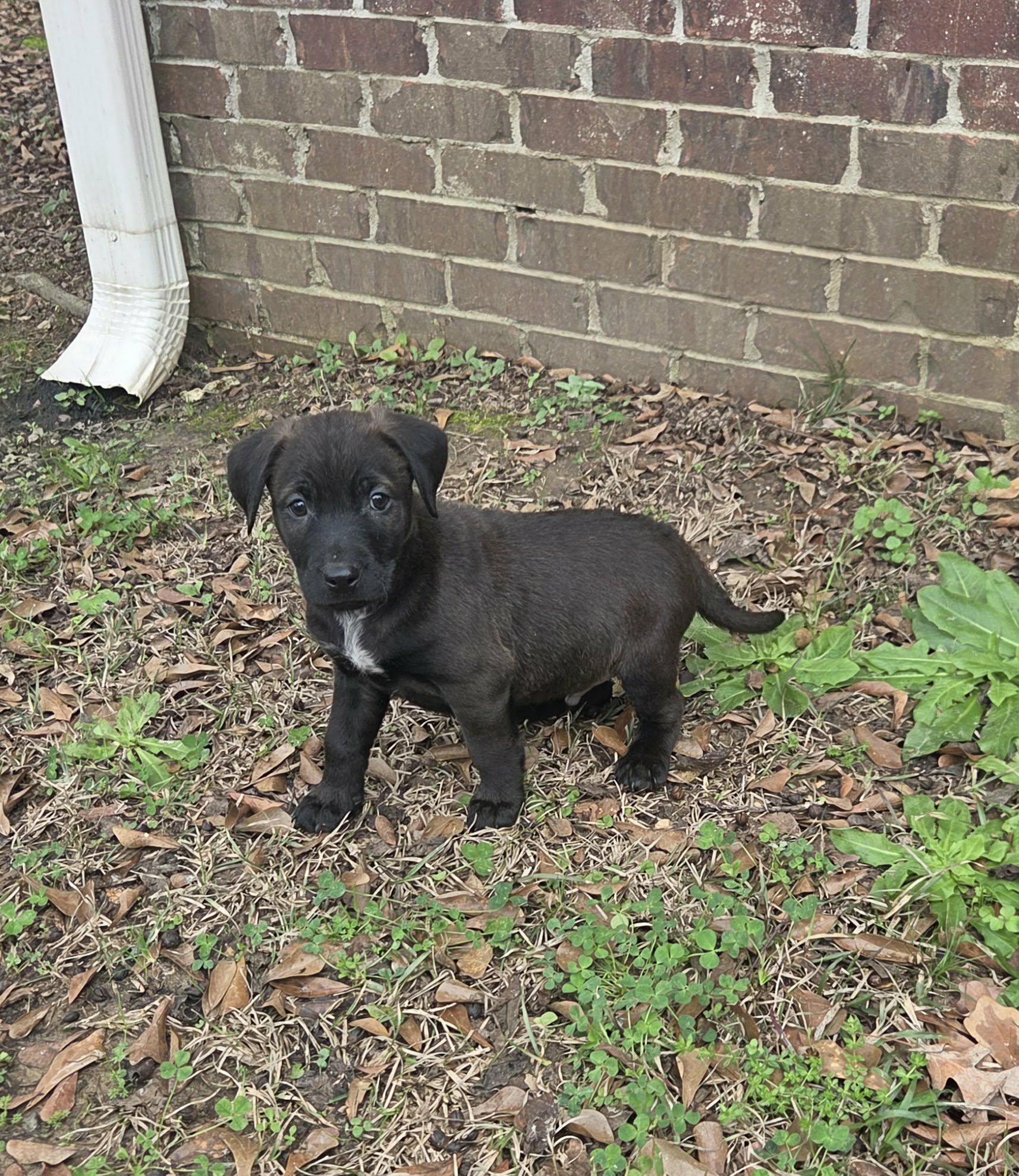 Enlarge Colton, a Adoptable mixed breed in Westport, MA image 6/6