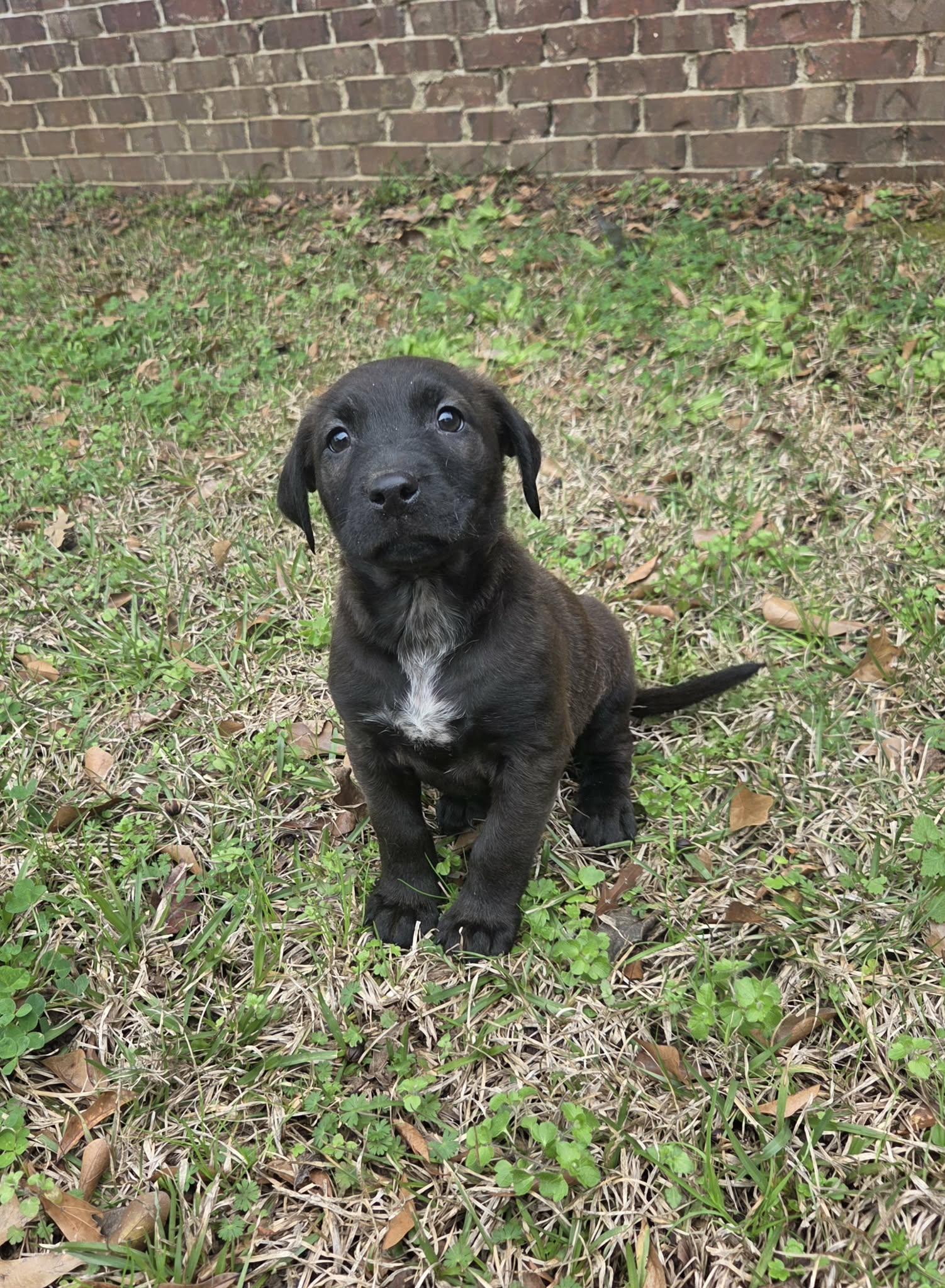 Enlarge Colton, a Adoptable mixed breed in Westport, MA image 4/6