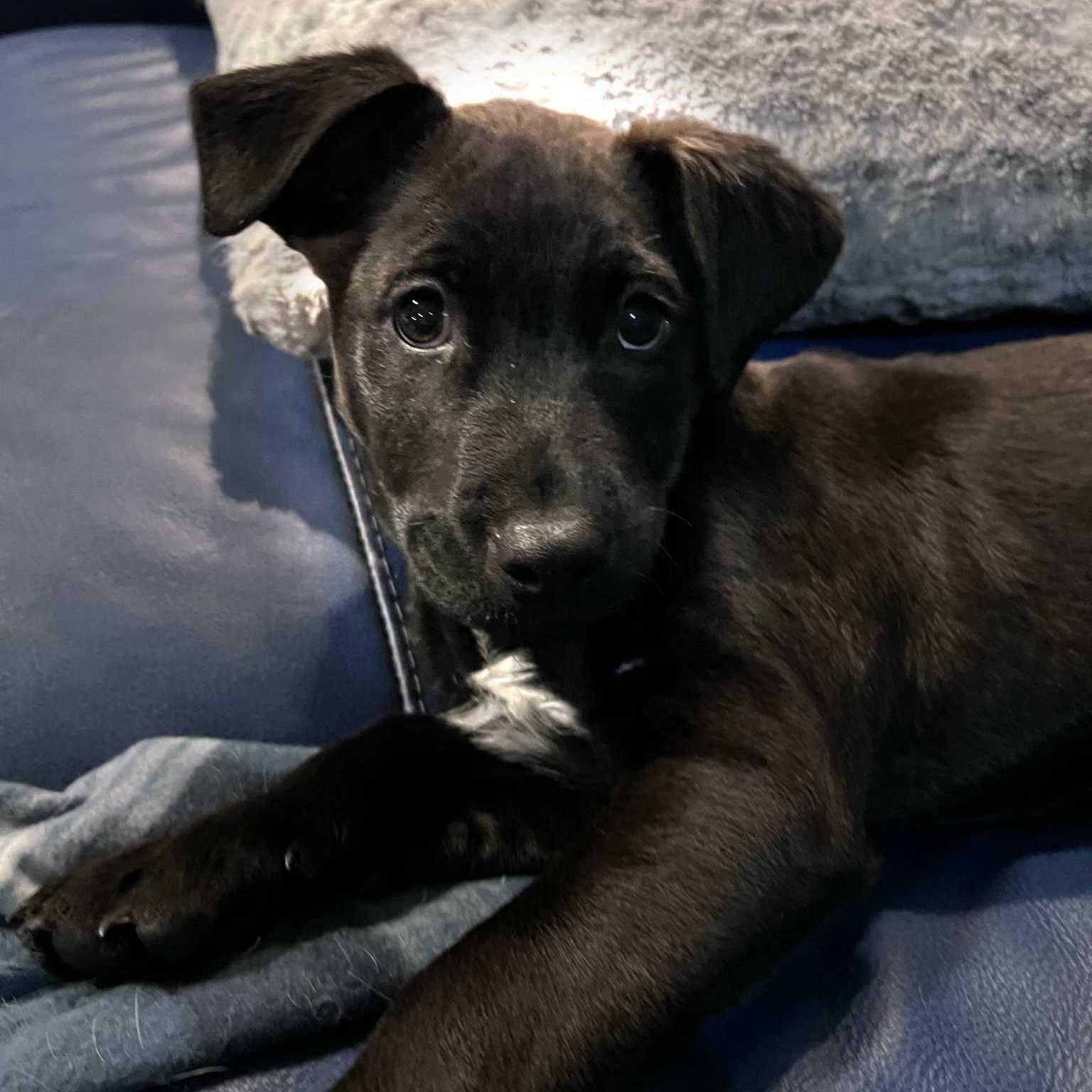 Colton, Adoptable, Puppy Male Labrador Retriever.