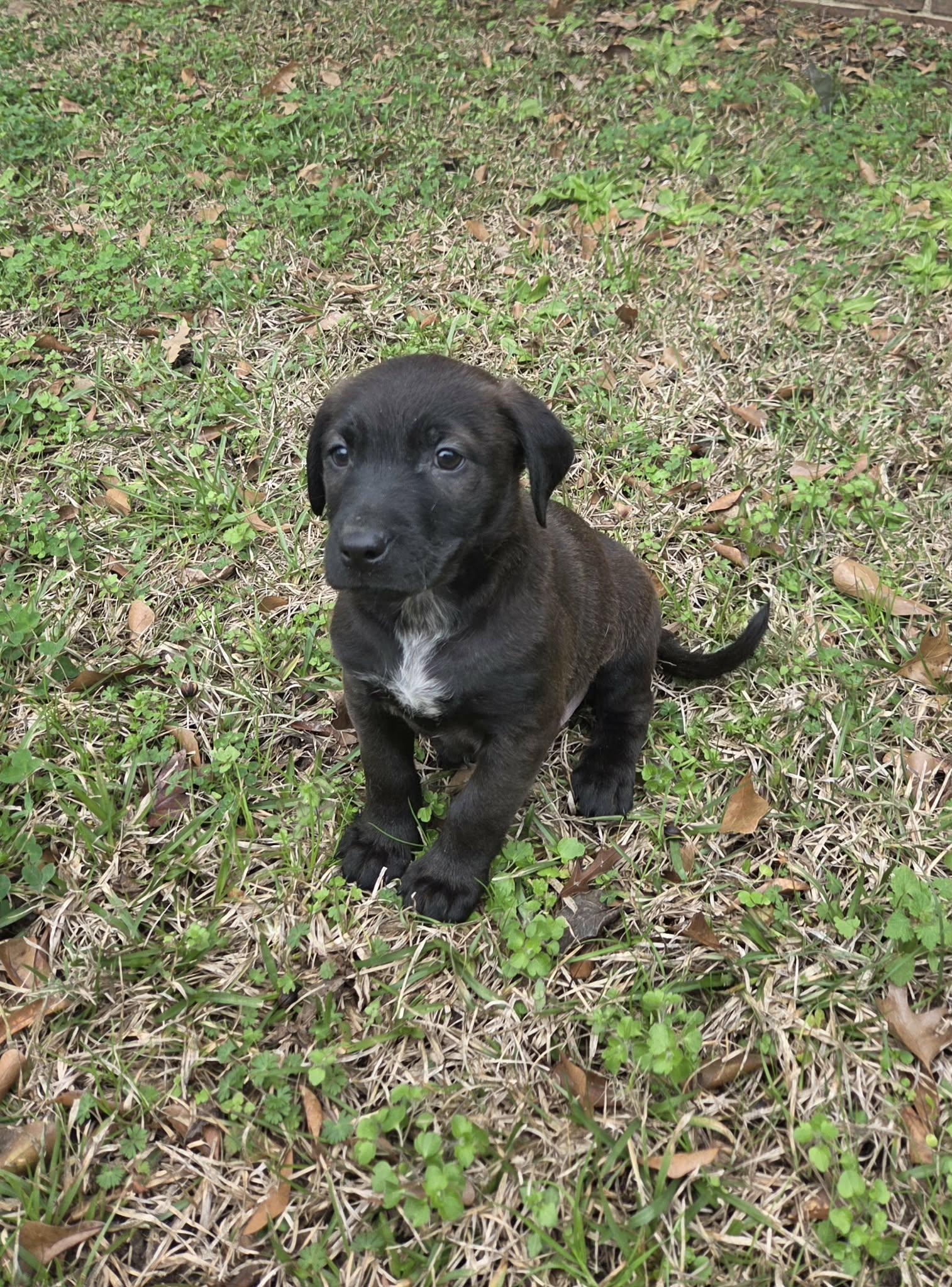 Enlarge Colton, a Adoptable mixed breed in Westport, MA image 2/6