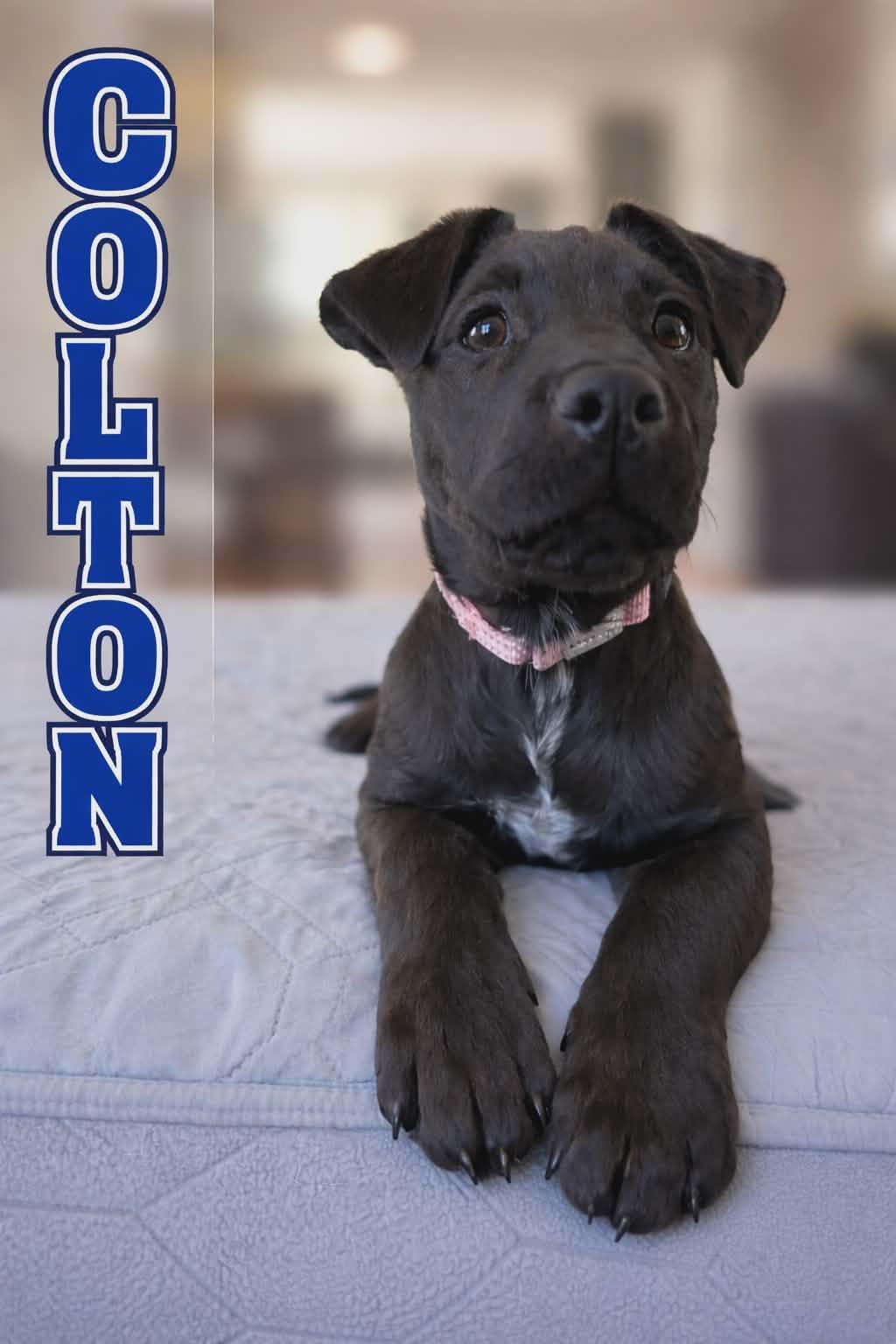 Colton, a Adoptable mixed breed in Chepachet, RI image 2/2