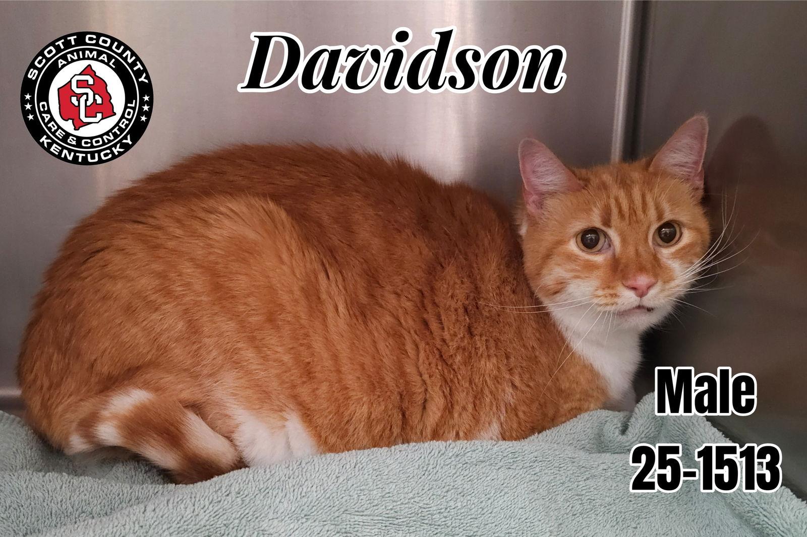 Davidson, Adoptable, Adult Male Domestic Short Hair.