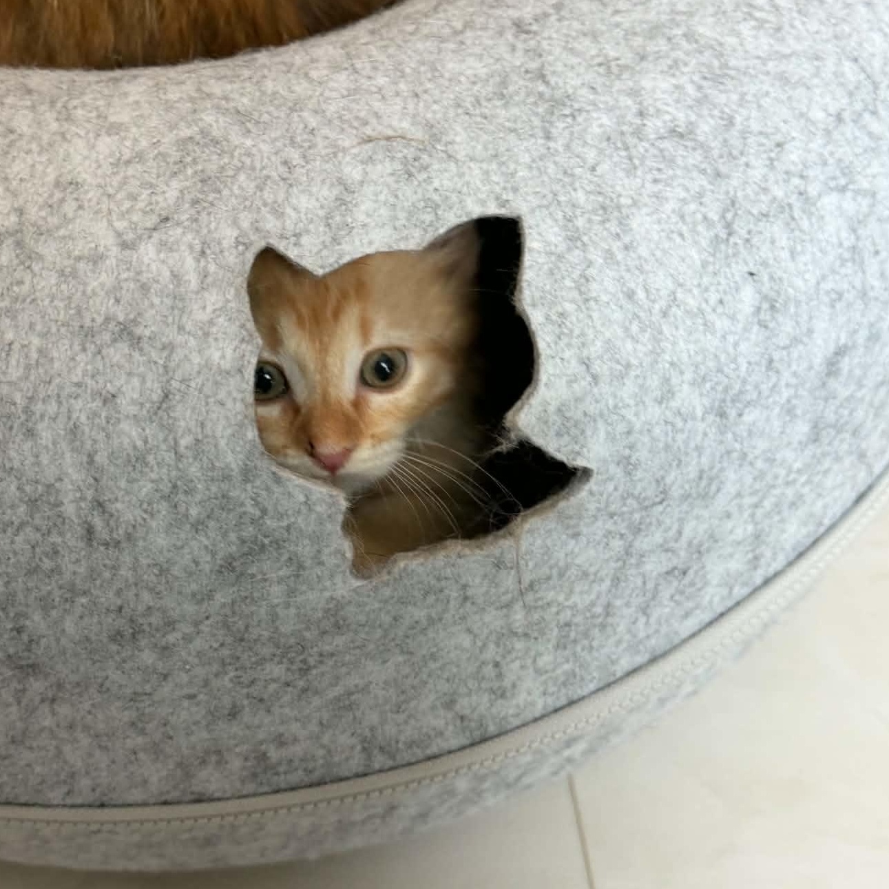 Enlarge Elmo, an adopted Domestic Medium Hair in Fairborn, OH image 3/4