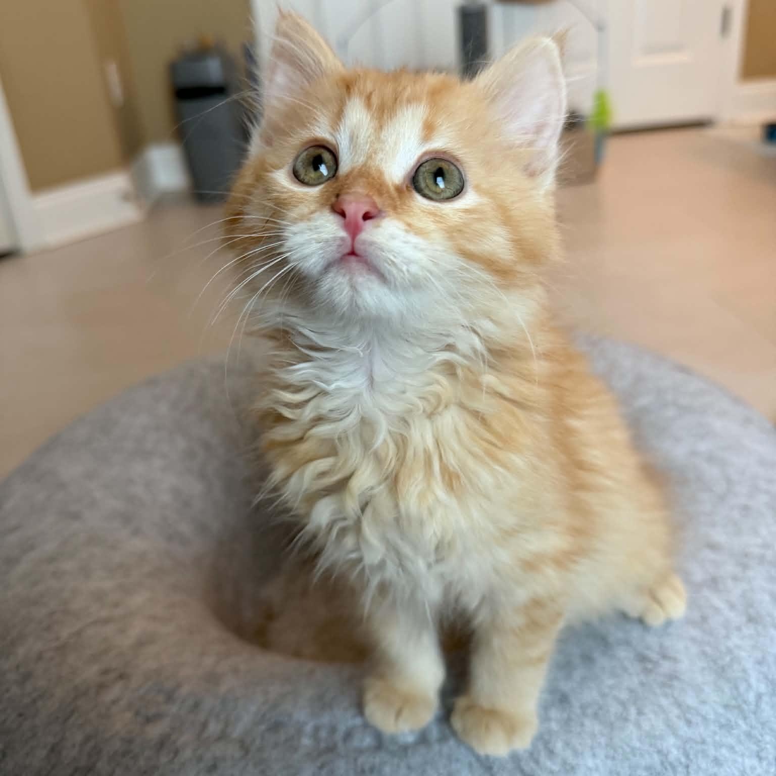 Enlarge Elmo, an adopted Domestic Medium Hair in Fairborn, OH image 4/4