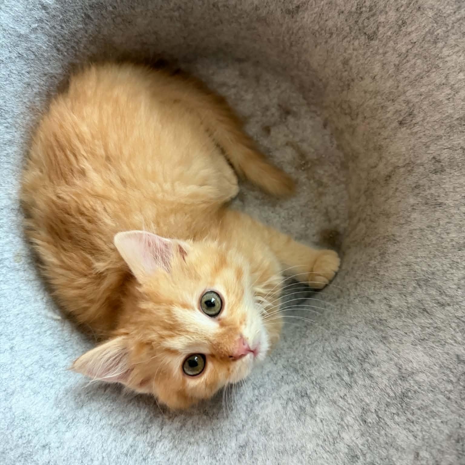 Enlarge Elmo, an adopted Domestic Medium Hair in Fairborn, OH image 2/4