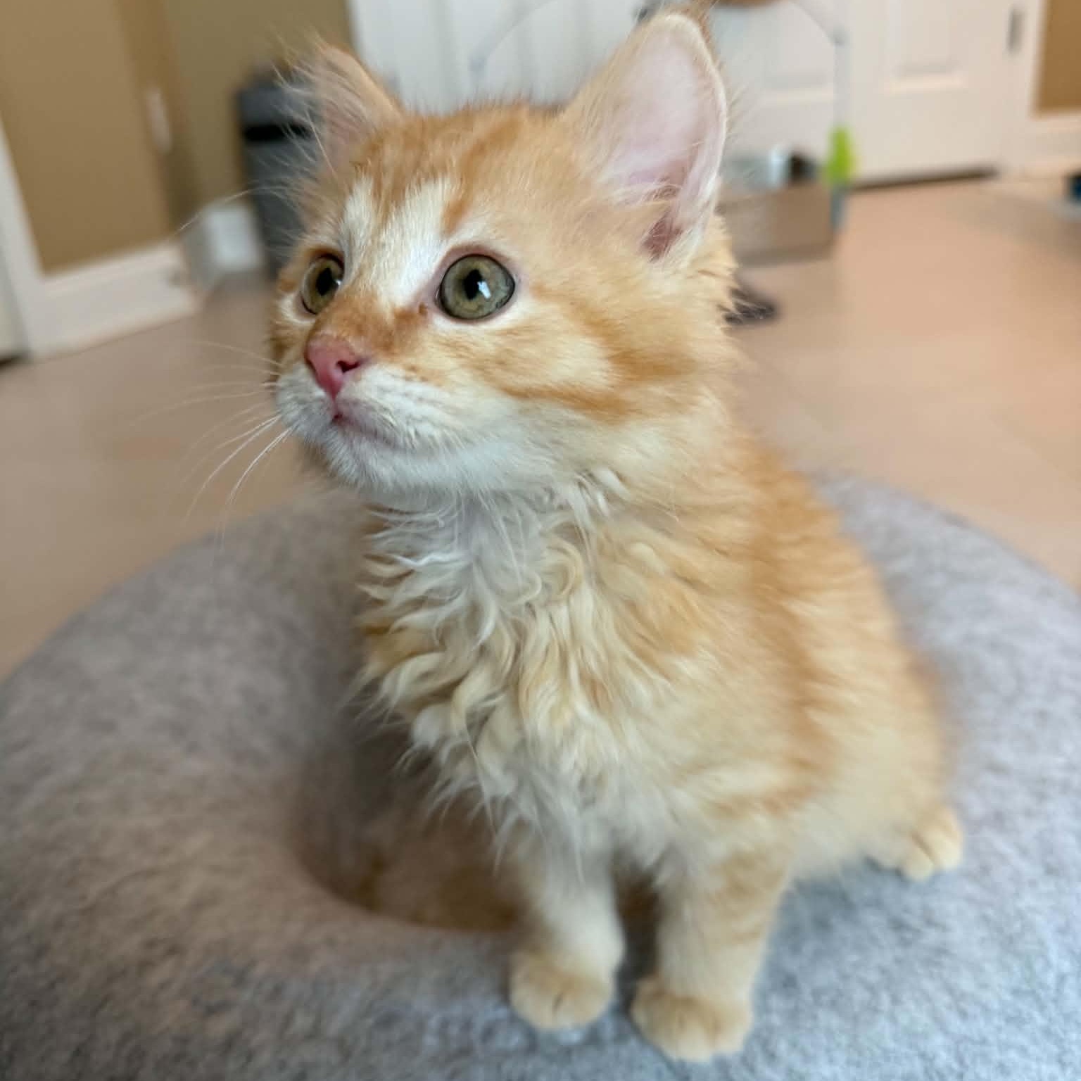 Enlarge Elmo, an adopted Domestic Medium Hair in Fairborn, OH image 1/4