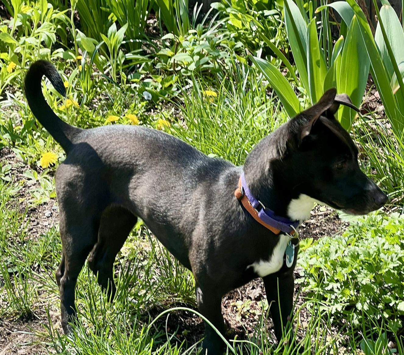 Enlarge Dutchess, a Adoptable mixed breed in Portland, ME image 2/6